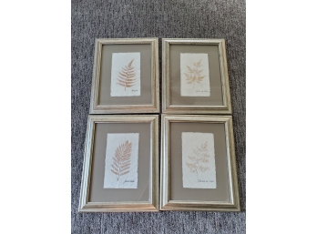 4 Framed Fern Pictures - 12x16 Each