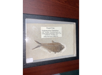 Fossil Fish, Diplomystus Dentatus, Andy Garrison Collection