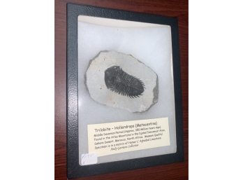 Trilobite-hollardrops, Museum Quality