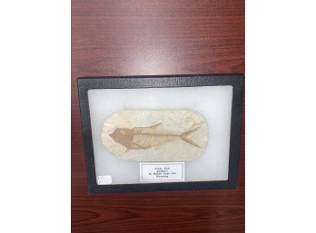 Fossil Fish, Knightia, Wyoming