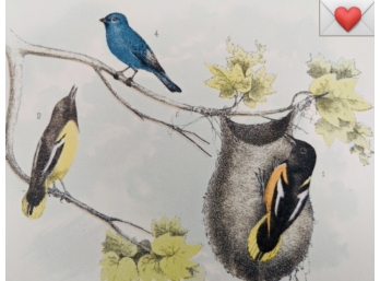 1888 Antique Oversized Lithographic Book Plate Orioles Building Unique Nests From 'The Birds Of North America'