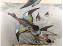 Hunting Hawk: Large Original 1888 Antique Lithographic Book Plate From 'The Birds Of North America'