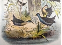Fine And Exquisite 1888 Antique Lithographic Book Plate IV From 'The Birds Of North America'