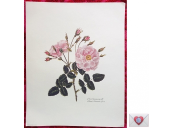 LATE ENTRY ~ Gorgeous Large Fine Art Roses Print ~ Valentines Roses That Will Never Die! {B}