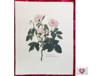 LATE ENTRY ~ Gorgeous Large Fine Art Roses Print ~ Valentine Roses That Will Never Die! {C}