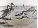 1888 Antique Oversized Lithographic Book Plate A Lively Flock Of Shore Birds From 'The Birds Of North America'