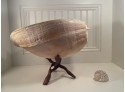 Extremely Large Shell On Wooden Stand 19' L - PHENOMENAL AND RARE