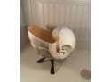 Extremely Large Shell On Wooden Stand 19' L - PHENOMENAL AND RARE