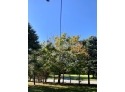 Slackers Eagle 90' ZipLine!  Have A Ride In Your Own Yard
