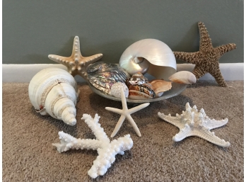 Seachells, Starfish And Coral