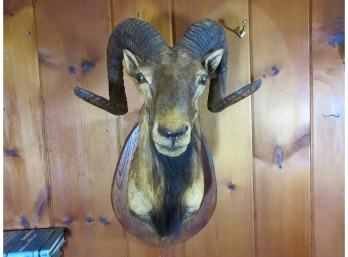 Vintage Taxidermy Big Horn Sheep