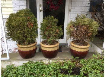 Three Ceramic Garden Pots With Evergreens Included