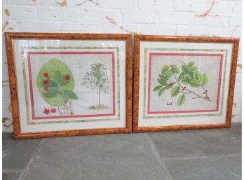 Rare Large Pair 18th Century Hand Colored Copper Plate Engravings Of Exotic Botanicals