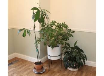 Three Large Live Plants In Ceramic And Clay Pots