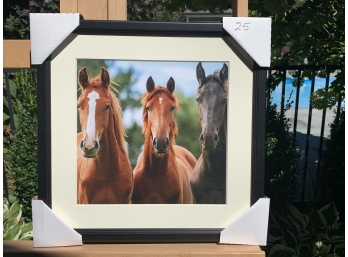 Photographic Print Of Three Horse