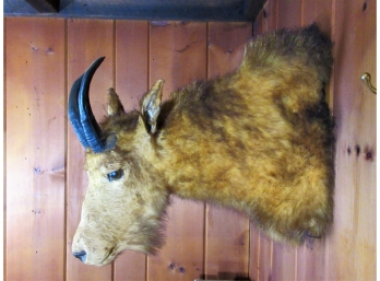 Vintage Taxidermy Mountain Goat