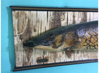 Taxidermy Fish, Mounted, OLD
