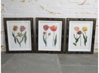 Three Finely Framed Vintage Prints Of Tulips, Possibly With Hand Coloring