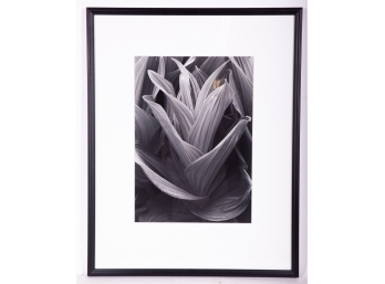 Black & White Botanical Photograph