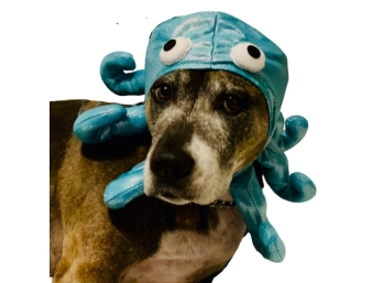 Octopus Costume, Size M/L For Dogs