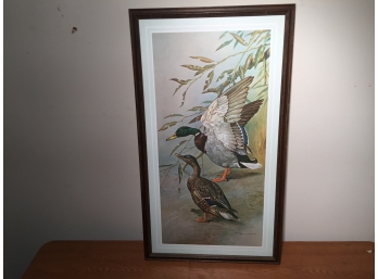 Framed Print Of Two Mallard Ducks