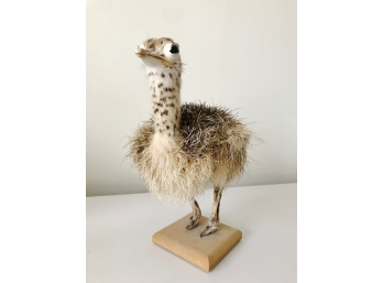 Baby Ostrich Taxidermy