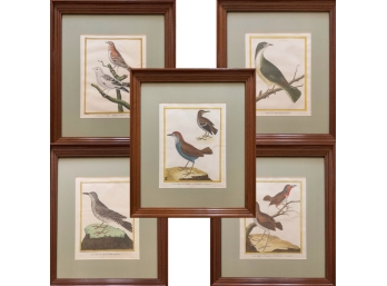 Set Of 5 Ornithological Engravings