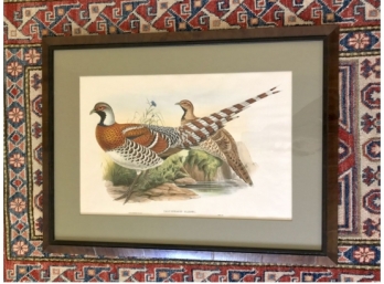 Elliot's Pheasant 'Calophasis Ellioti' From Gould's Birds Of Asia