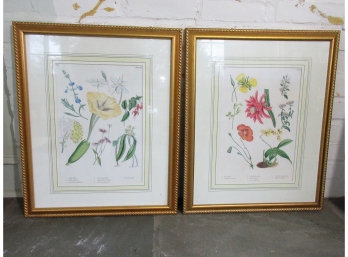 Pair Modern Reprints Of 1833 French Botanicals