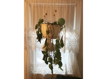 Hanging House Plant