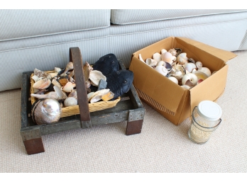 Large Collection Of Sea Shells
