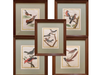 Set Of 5 Colorful Ornithological Engravings