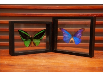 Two Butterfly Specimens