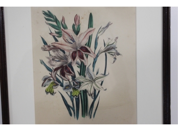 Pair Of Antique Gladiolus Botanical Prints
