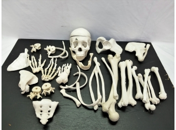 Buckys Bag Of Bones - Skeleton