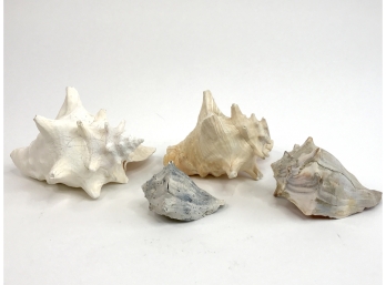 Conch Shell Collection