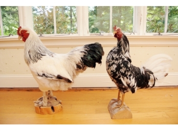 Two Taxidermy Roosters