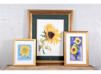 Group Of Three Sun Flower Watercolors/Prints