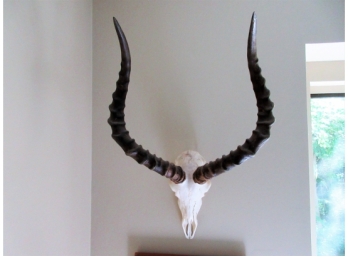 African Gazelle Skull And Horns