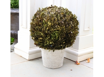 Surreal Trimmed Bush In Ceramic Planter (NEWLY ADDED)