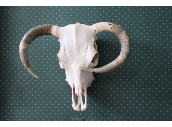 Cow Skull Has One Loose Horn