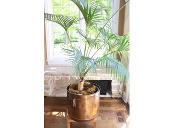 Palm Leaf Planter In Brass Container With Handles On Small Wood Stand
