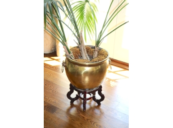 Large Natural Palm Plant In Brass Planter With Lions Heads And On Wood Stand