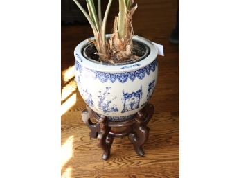 Palm Leaf Plant In Asian Blue And White Planter On Wood Stand