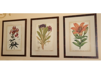Set Of 3 Botanical Prints In Antiqued Finish Frames