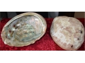 Clam Shells (2)