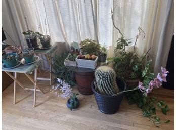 Assortment Of Real And Fake House Plants