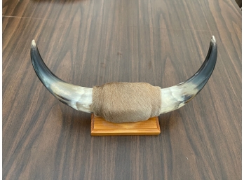 Vintage Cow Horns