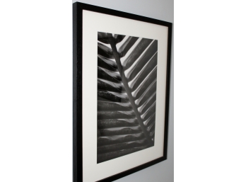 Susan Friemen Photographed Art - Palm - Black & White!! - Item #145