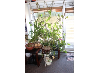 Mixed Lot Real Of Plants & TWO Banana Trees!! !! BSMT Item #116